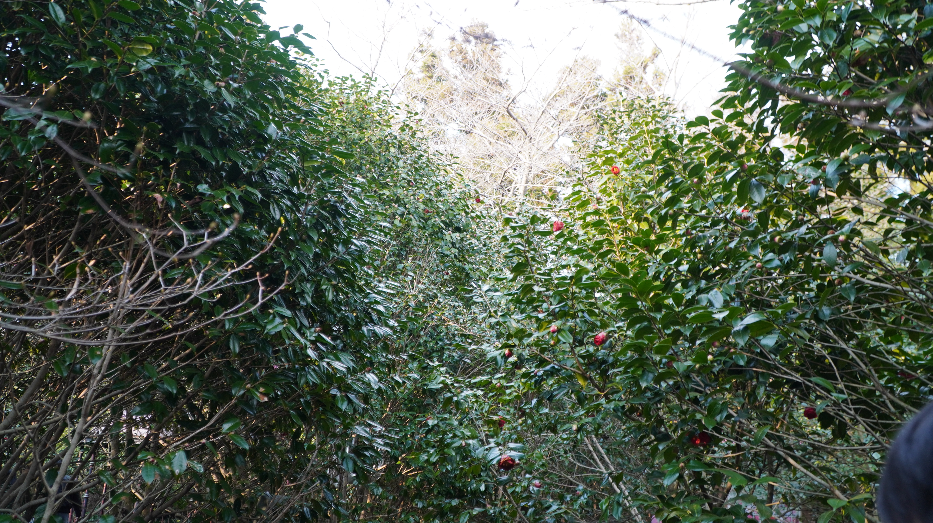 DSC00548.JPG