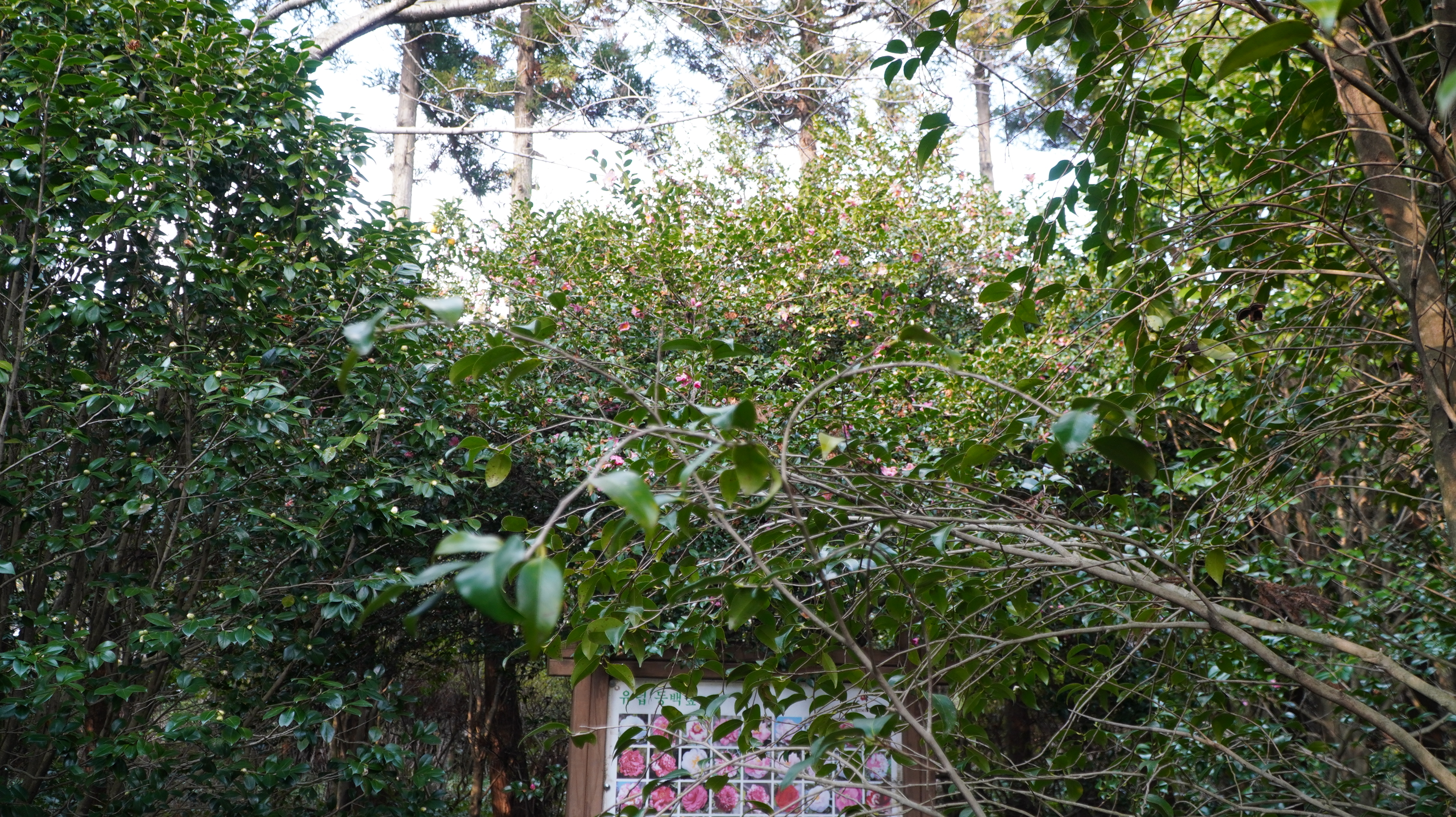 DSC00551.JPG
